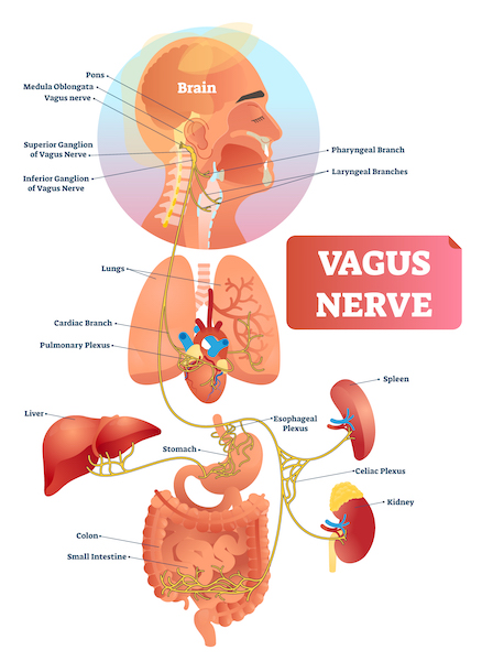 Vagus Nerve 600x600 1 Darm, Immunsystem und Psyche